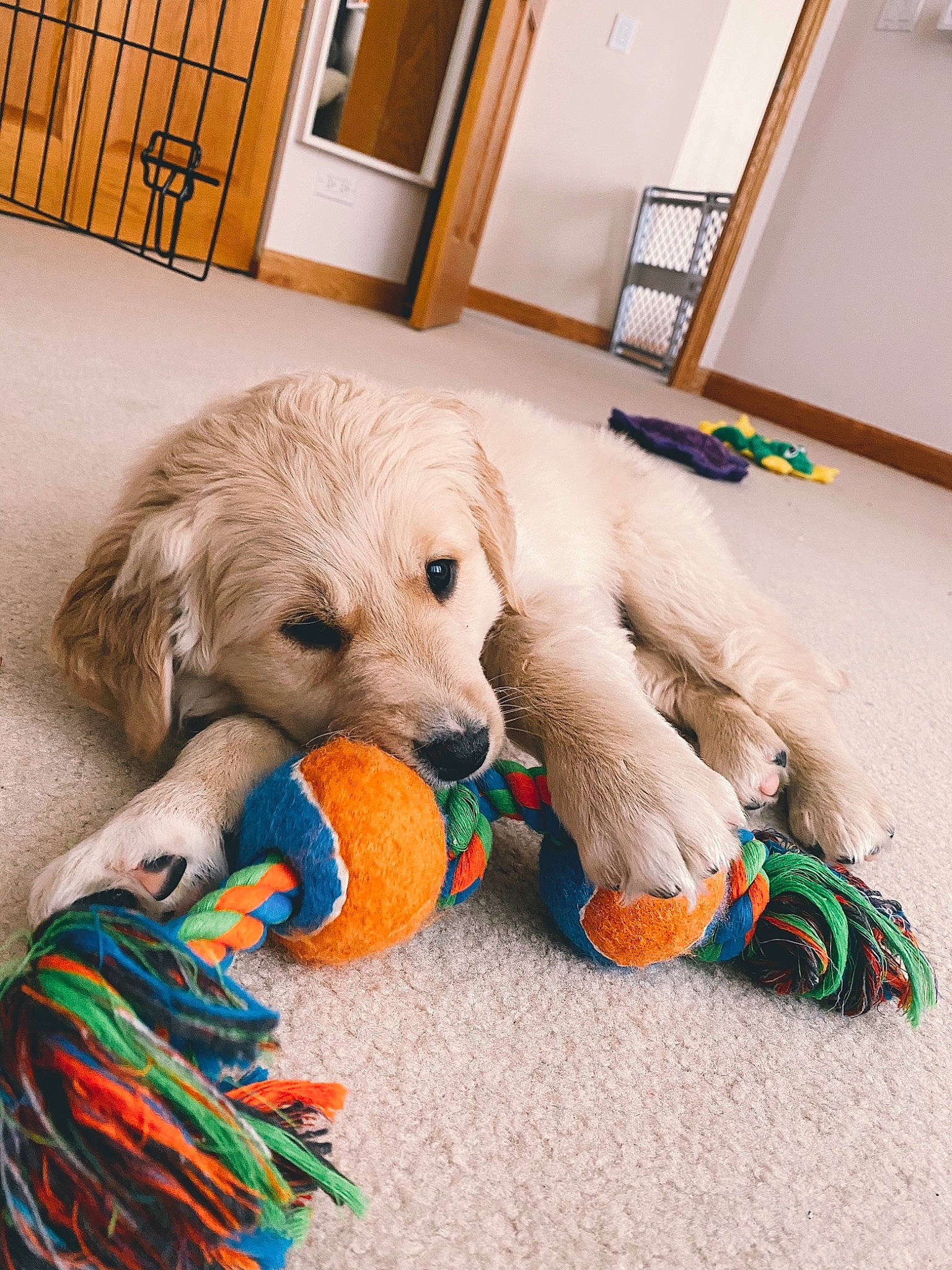 Hugo joined the competition — help win amazing prizes! canidae, carnivore, companion_dog, craft, dog, dog_breed, dog_supply, fiber, flooring, fur, pet_supply, picture_frame, plush, sporting_group, stuffed_toy, textile, thread, wood_stain, wool, working_animal