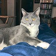 Thomas joined the competition — help win amazing prizes! animal, blanket, blue_blanket, bookshelf, cat, cozy, domestic_animal, dvds, eyes, face, furniture, gray_cat, indoor, living_room, paw, pet, portrait, relaxing, whiskers, white_cat