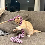 Ronin Of Wellington is registered to the contest to win money with this photo: kitten, cat, orange_cat, toy, purple_toy, couch, indoor, pet, playful, feline, paw, fur, window, home, cozy, furniture, pet_toy, animal, cute, young_cat