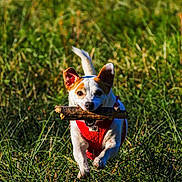 Cookie participe au concours pour gagner de l'argent avec cette photo : dog, puppy, outdoor, grass, field, stick, branch, running, playing, harness, red_harness, white_fur, brown_patches, upright_ears, tail, pet, animal, sunlight, nature, action_shot