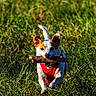 dog, puppy, outdoor, grass, field, stick, branch, running, playing, harness, red_harness, white_fur, brown_patches, upright_ears, tail, pet, animal, sunlight, nature, action_shot