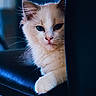 cat, white_cat, fluffy, longhaired, blue_eyes, pet, animal, portrait, closeup, whiskers, ears, paw, sitting, peeking, indoors, chair, dark_background, blue_lighting, dramatic_lighting, cute