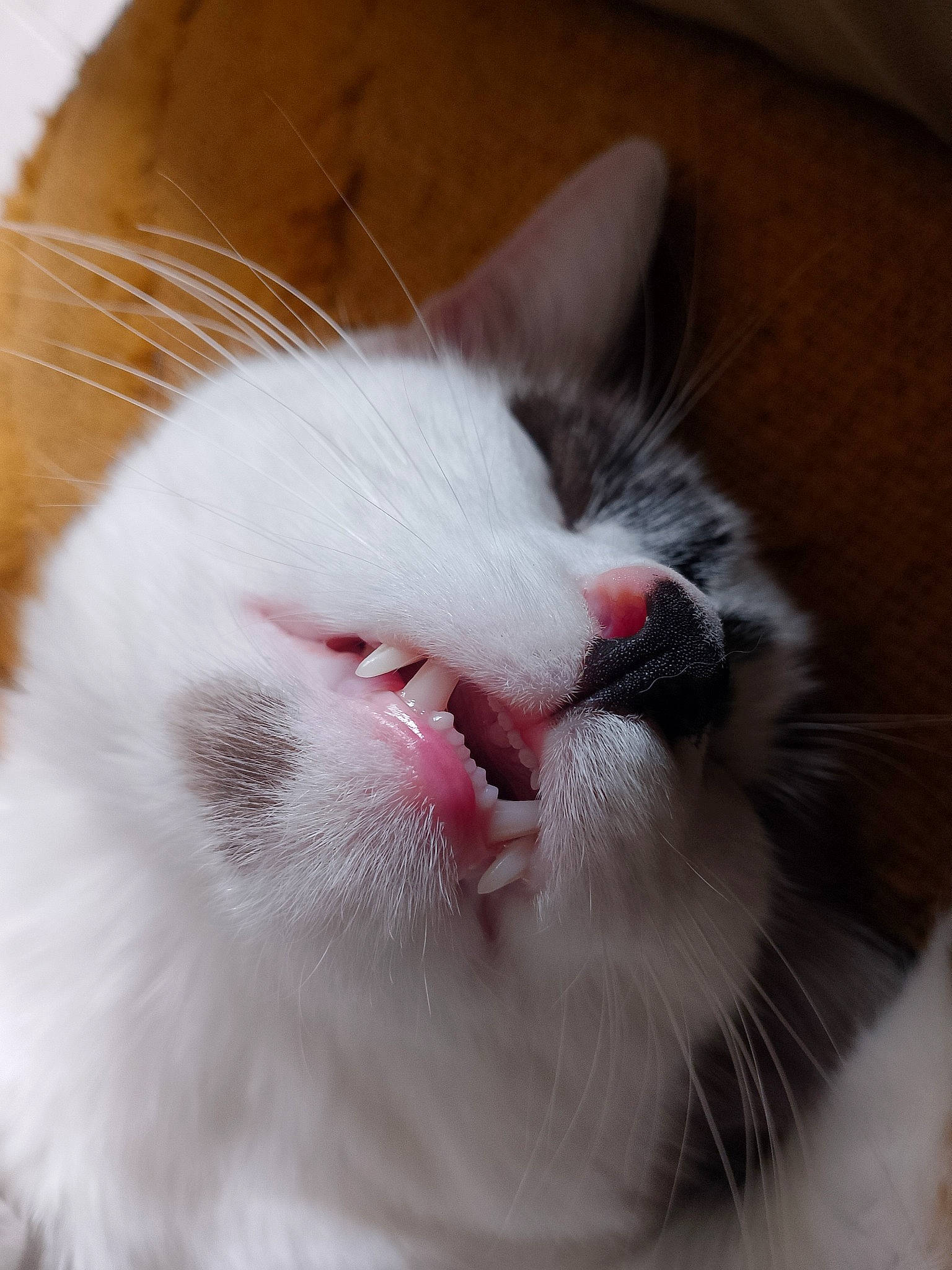 Uber a rejoint le concours — aidez-le/la à gagner de superbes lots ! carnivore, cat, claw, domestic_short_haired_cat, fang, felidae, fur, human_body, iris, jaw, paw, roar, small_to_medium_sized_cats, snout, tail, terrestrial_animal, whiskers, yawn