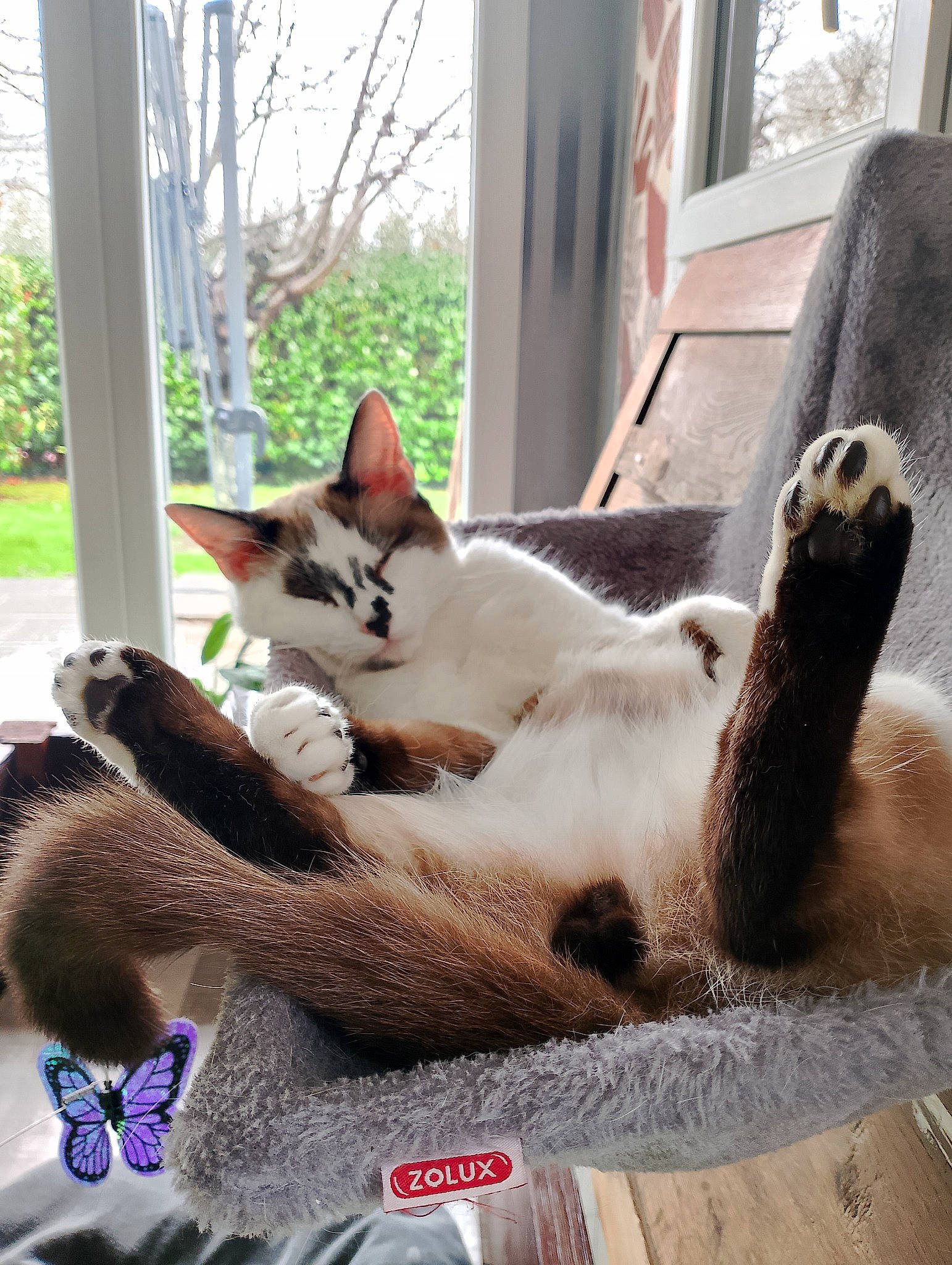 Uber participe au concours pour gagner de l'argent avec cette photo : carnivore, cat, collar, comfort, domestic_short_haired_cat, fawn, felidae, fur, paw, plant, sitting, small_to_medium_sized_cats, snout, tail, thai, tree, whiskers, wildlife, window, wood