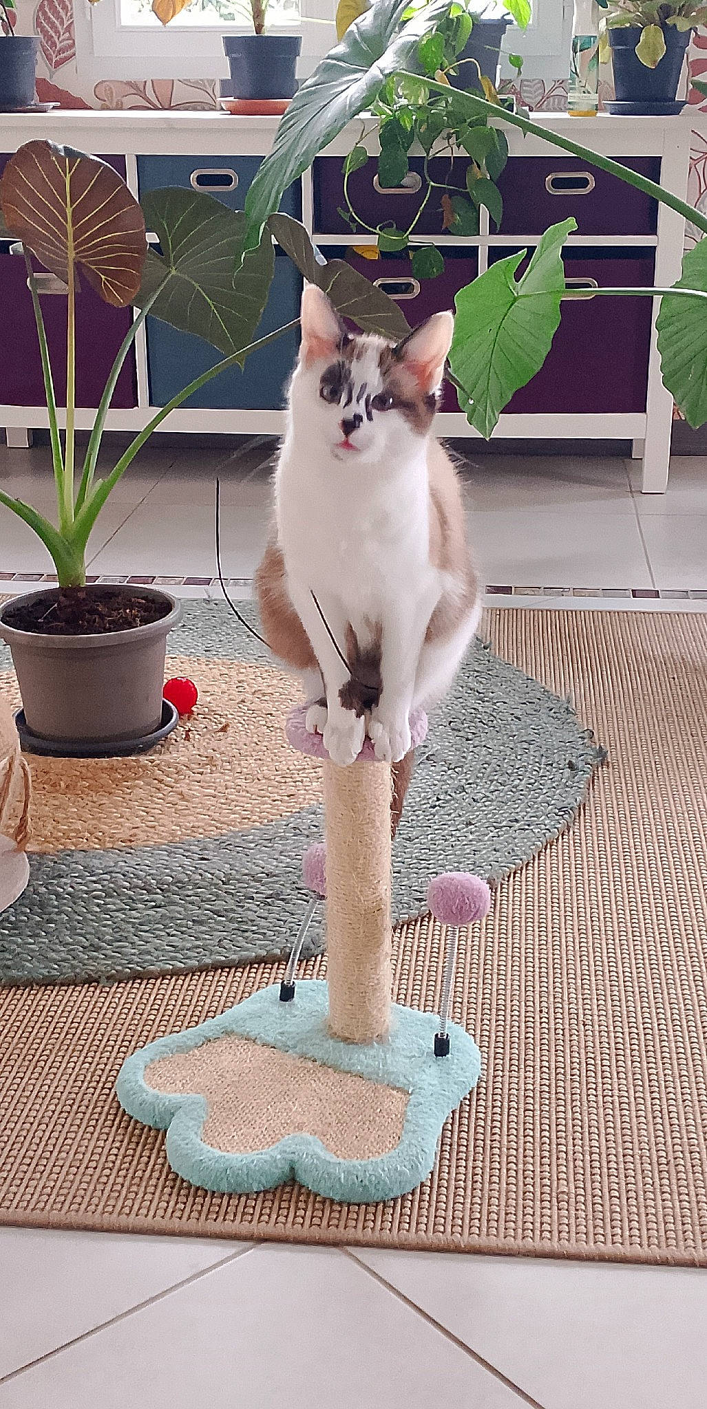 Uber participe au concours pour gagner de l'argent avec cette photo : art, carnivore, cat, cat_supply, fawn, felidae, flooring, flowerpot, grass, green, houseplant, mammal, pet_supply, plant, small_to_medium_sized_cats, snapshot, tail, vertebrate, whiskers, wood