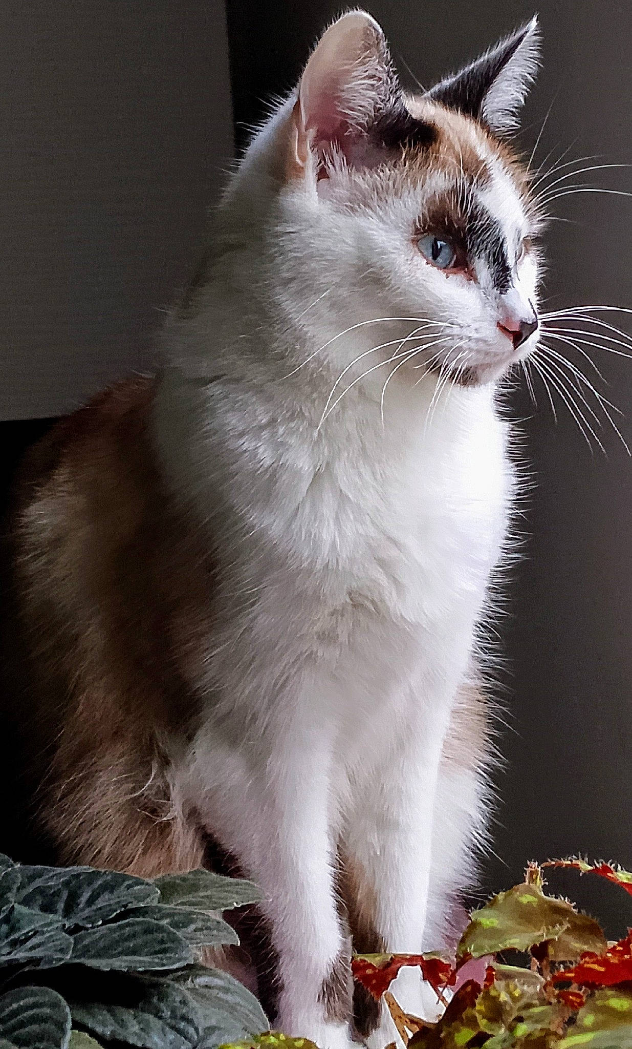 Uber a rejoint le concours — aidez-le/la à gagner de superbes lots ! carnivore, cat, domestic_short_haired_cat, felidae, fur, paw, plate, small_to_medium_sized_cats, snout, tableware, tail, whiskers, window