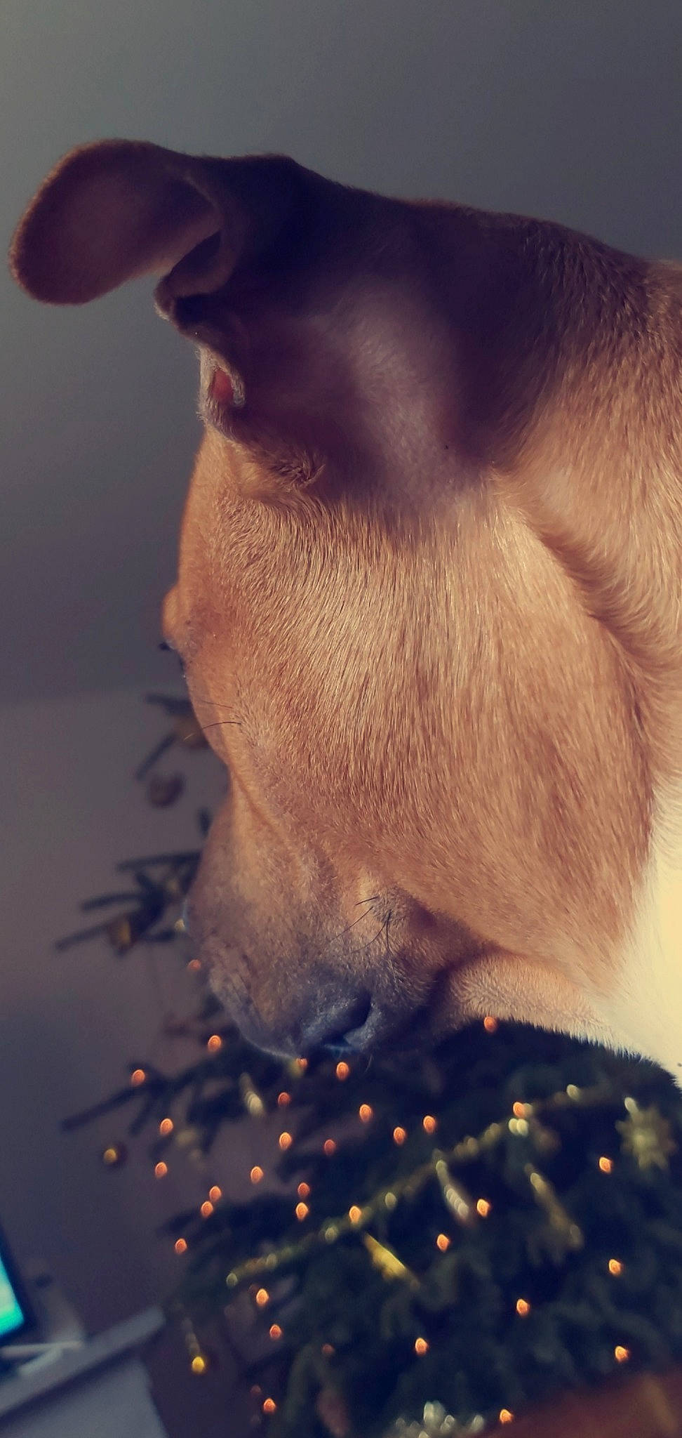 Tyson participe au concours pour gagner de l'argent avec cette photo : beard, chin, close_up, ear, facial_hair, fur, hair, jaw, lip, moustache, neck, nose, snout