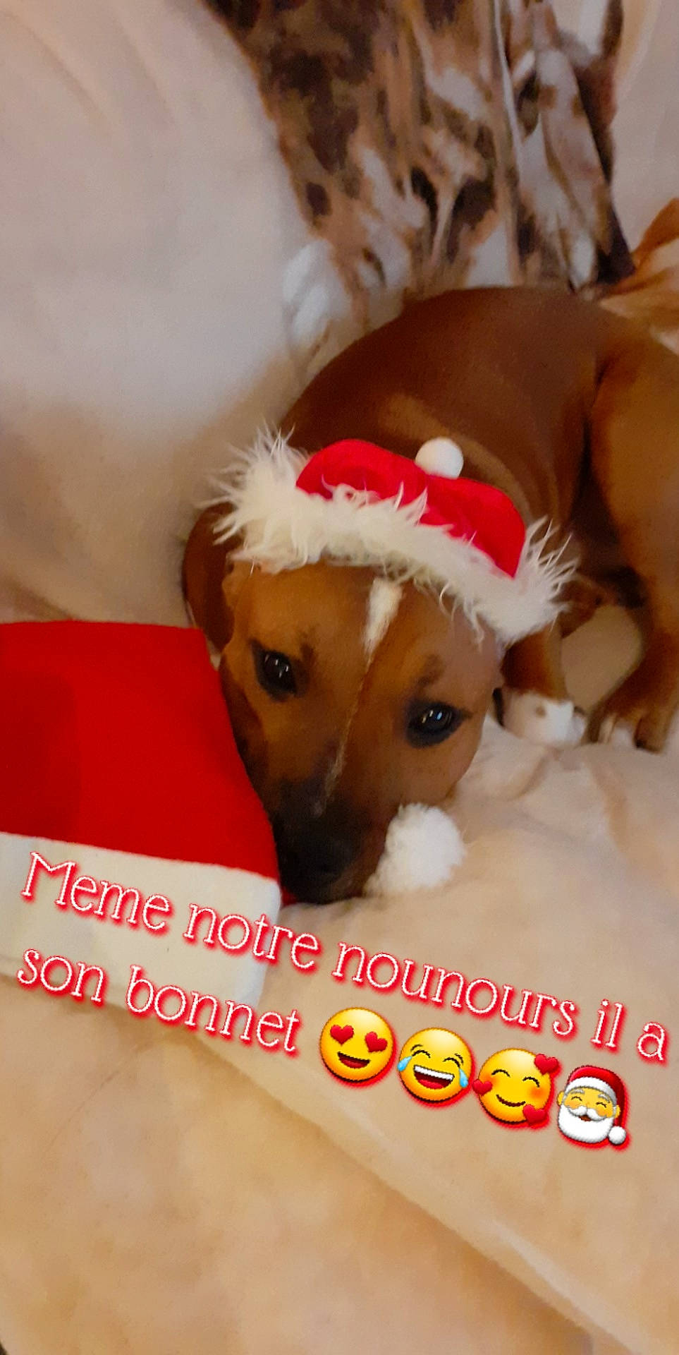 Tyson participe au concours pour gagner de l'argent avec cette photo : canidae, carnivore, companion_dog, dachshund, dog, dog_breed, dog_supply, dog_toy, fawn, mammal, puppy, puppy_love, snout, vertebrate