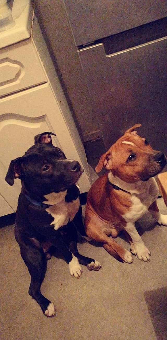 Tyson participe au concours pour gagner de l'argent avec cette photo : american_pit_bull_terrier, american_staffordshire_terrier, canidae, carnivore, dog, dog_breed, fawn, mammal, non_sporting_group, pit_bull, snout, sporting_group, staffordshire_bull_terrier, vertebrate