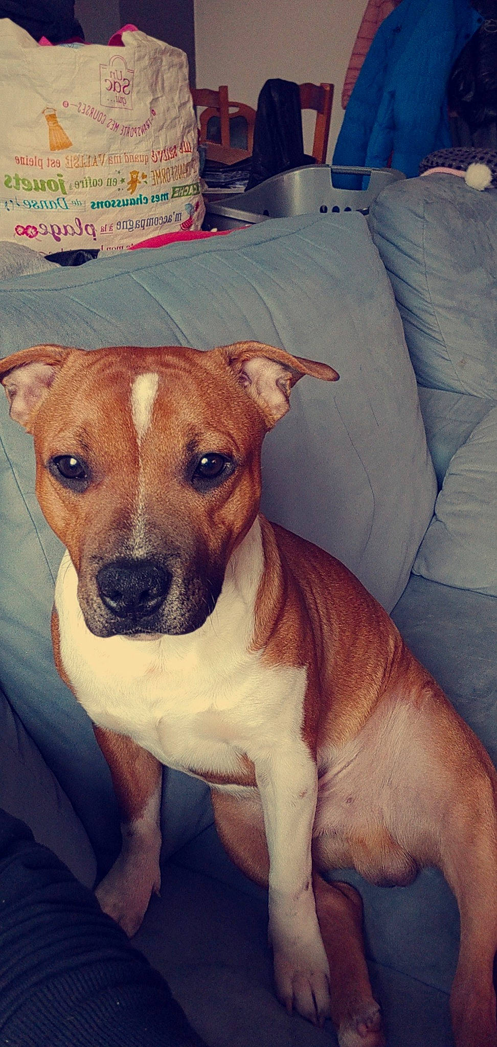 Tyson a rejoint le concours — aidez-le/la à gagner de superbes lots ! american_pit_bull_terrier, canidae, carnivore, companion_dog, dog, dog_breed, fawn, mammal, non_sporting_group, potcake_dog, rare_breed_dog, snout, staffordshire_bull_terrier, vertebrate, whiskers