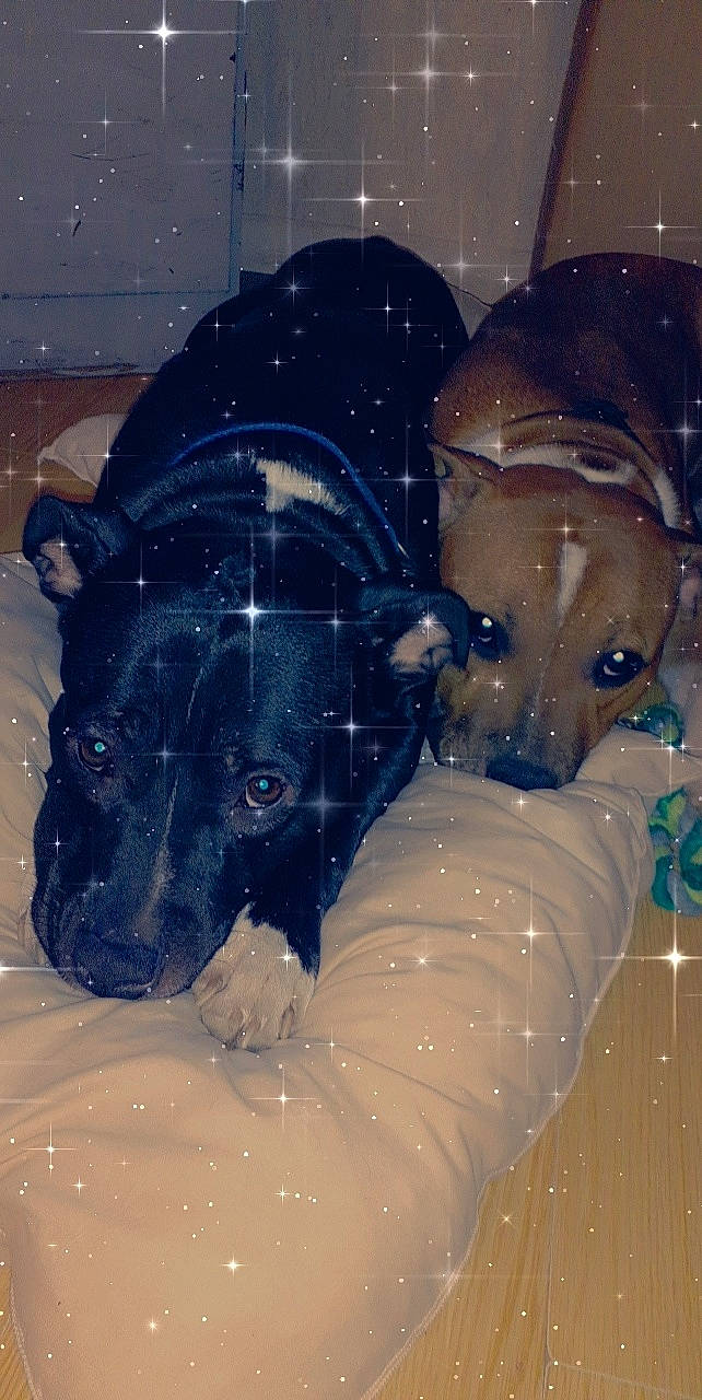 Keyla participe au concours pour gagner de l'argent avec cette photo : american_pit_bull_terrier, canidae, carnivore, dog, dog_breed, fawn, non_sporting_group, pit_bull, snout