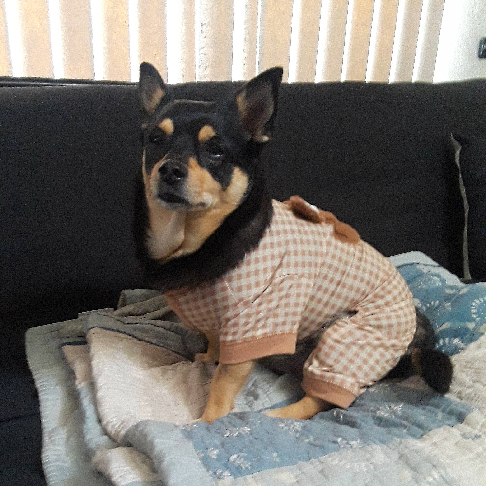 Knuit is registered to the contest to win money with this photo: canidae, carnivore, comfort, companion_dog, couch, dog, dog_breed, dog_supply, fawn, grey, linens, pattern, pet_supply, snout, sporting_group, tail, terrestrial_animal, toy_dog, whiskers, working_animal