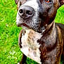 dog, close_up, brown_eyes, black_nose, brindle_coat, white_chest, grass, outdoor, pet, canine, animal, fur, sitting, nature, summer, daylight, cute, attentive, portrait, friendly