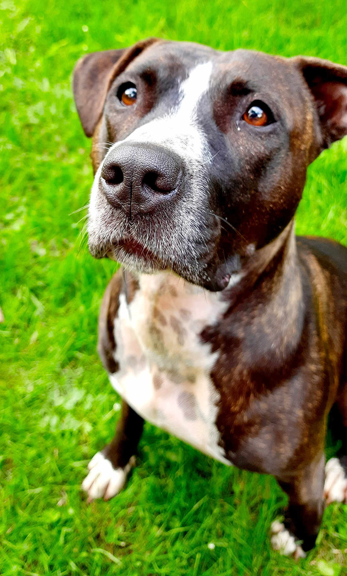 Stella