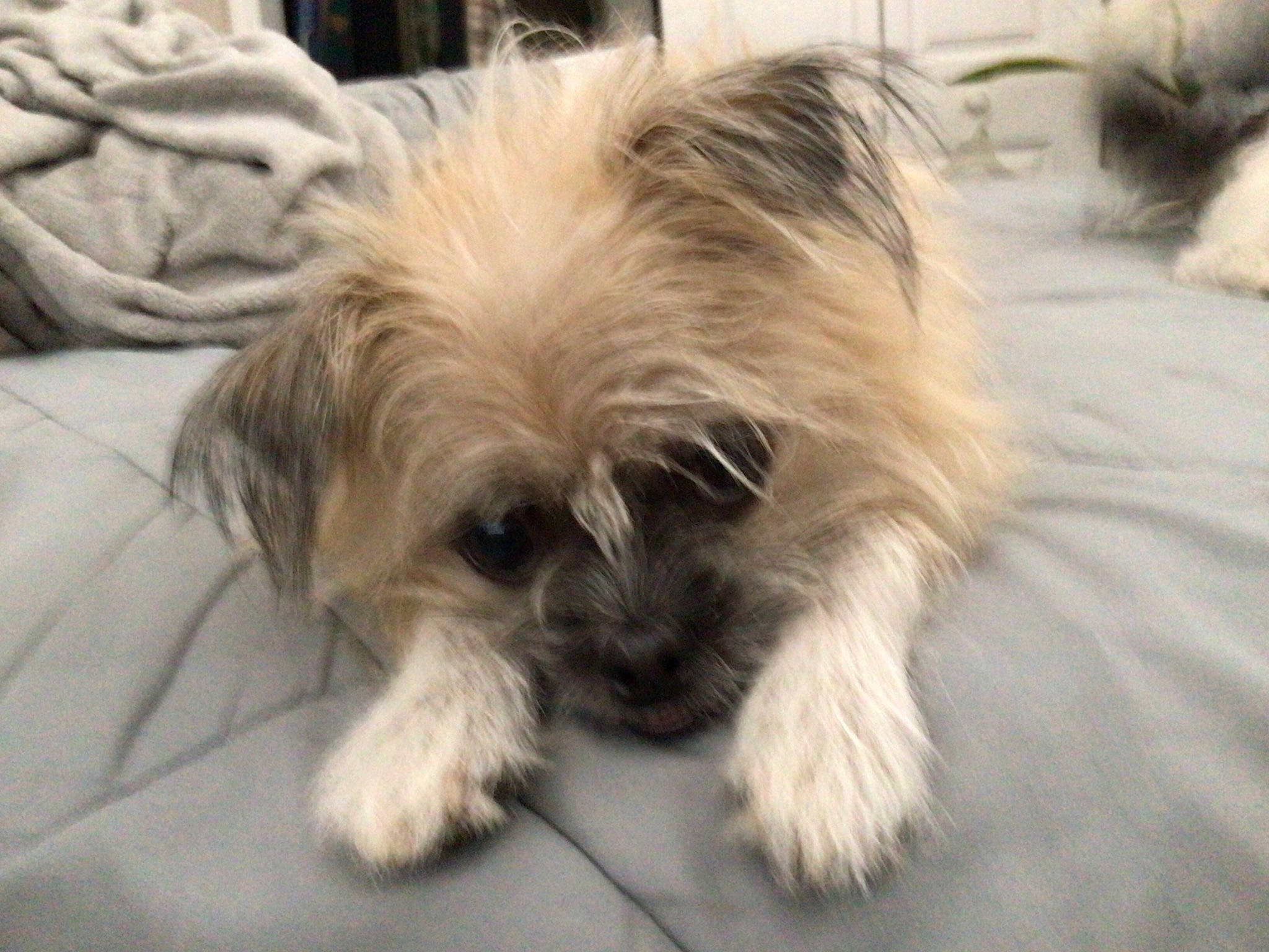 Gimme joined the competition — help win amazing prizes! biewer_terrier, canidae, carnivore, companion_dog, dog, dog_breed, fawn, fur, liver, maltepoo, shih_poo, small_terrier, snout, sporting_group, terrestrial_animal, terrier, toy_dog, working_animal, working_terrier, yorkipoo