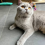 Nezuko participe au concours pour gagner de l'argent avec cette photo : cat, pet, indoor, gray_fur, orange_eyes, whiskers, paw, tile_floor, close_up, portrait, feline, toy, scratching_post, relaxed, curious, ears, nose, plush, home, look_up
