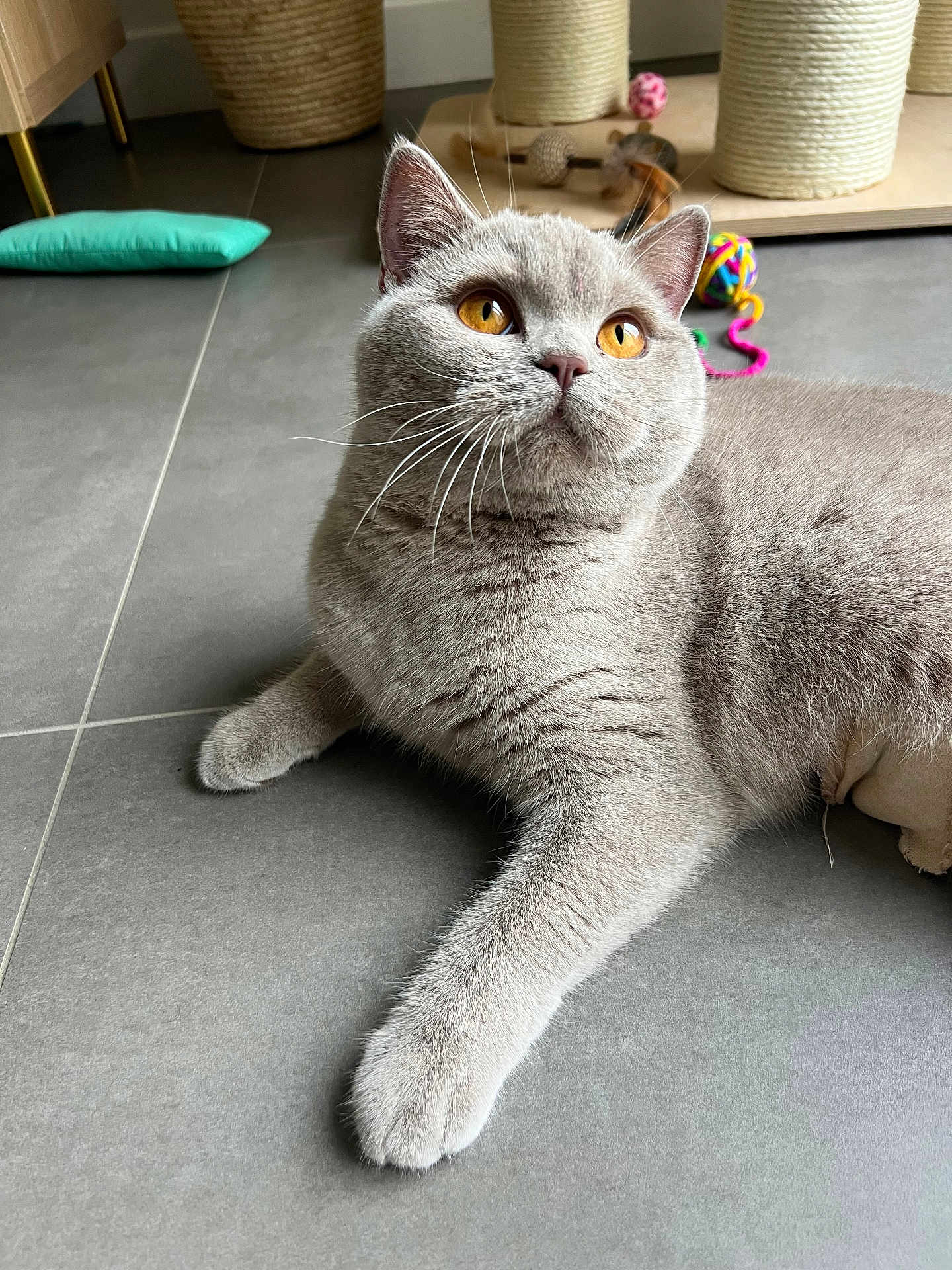 Nezuko participe au concours pour gagner de l'argent avec cette photo : cat, pet, indoor, gray_fur, orange_eyes, whiskers, paw, tile_floor, close_up, portrait, feline, toy, scratching_post, relaxed, curious, ears, nose, plush, home, look_up