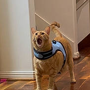 Lovebug joined the competition — help win amazing prizes! cat, orange_tabby, harness, wooden_floor, indoor, pet, animal, curious, meowing, feline, domestic_cat, four_legs, tail, ears, mouth_open, looking_up, blurred_object, wall, corner, home