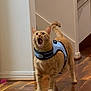 cat, orange_tabby, harness, wooden_floor, indoor, pet, animal, curious, meowing, feline, domestic_cat, four_legs, tail, ears, mouth_open, looking_up, blurred_object, wall, corner, home