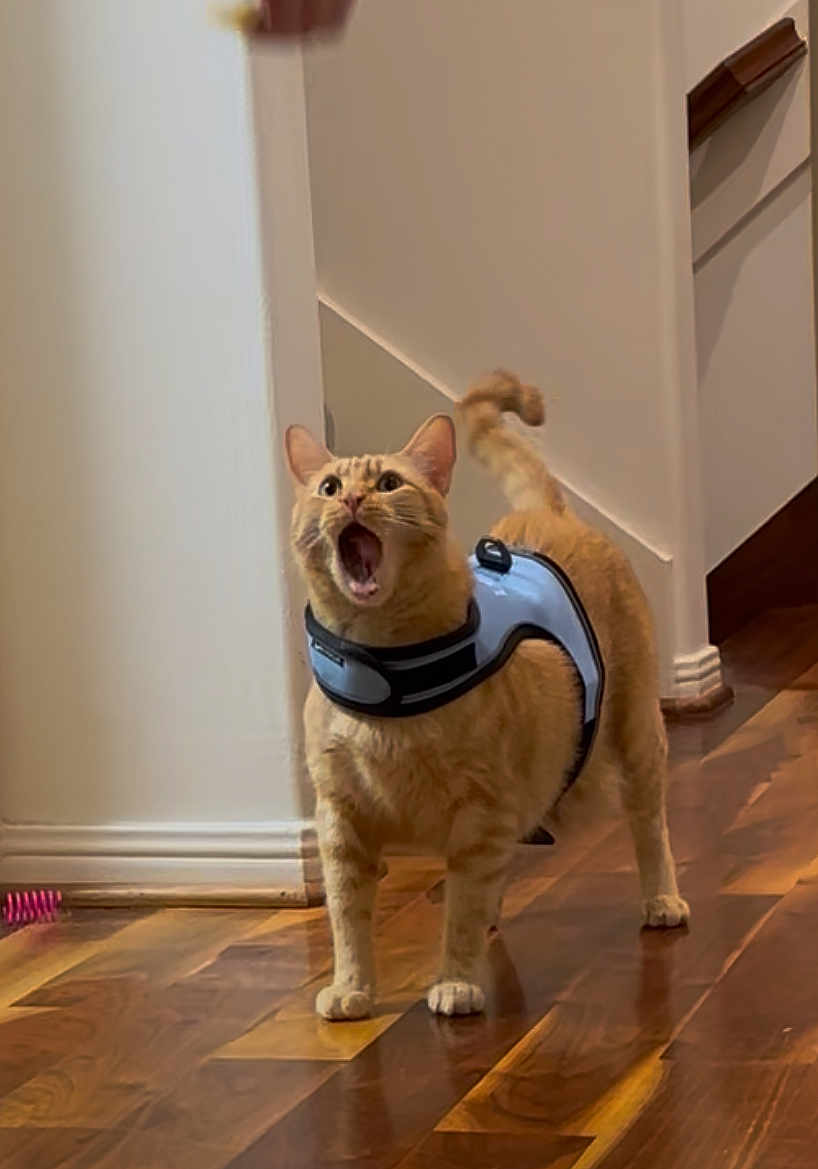 Lovebug joined the competition — help win amazing prizes! cat, orange_tabby, harness, wooden_floor, indoor, pet, animal, curious, meowing, feline, domestic_cat, four_legs, tail, ears, mouth_open, looking_up, blurred_object, wall, corner, home