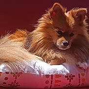 Duce a rejoint le concours — aidez-le/la à gagner de superbes lots ! dog, fluffy, golden_brown, cushion, patterned, sunlight, indoor, pet, relaxing, fur, animal, comfort, cozy, portrait, domestic, canine, resting, warm, red_background, close_up