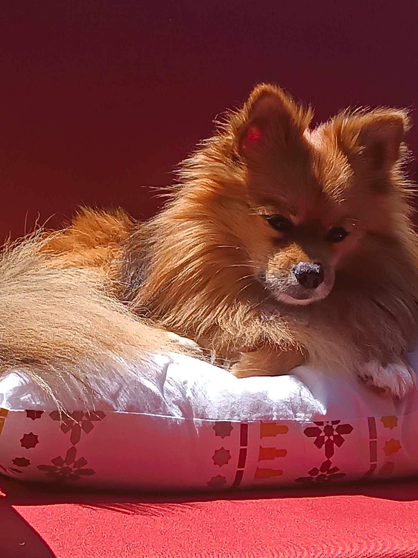 Duce a rejoint le concours — aidez-le/la à gagner de superbes lots ! dog, fluffy, golden_brown, cushion, patterned, sunlight, indoor, pet, relaxing, fur, animal, comfort, cozy, portrait, domestic, canine, resting, warm, red_background, close_up