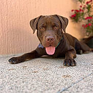 Ubac a rejoint le concours — aidez-le/la à gagner de superbes lots ! dog, chocolate_color, tongue_out, lying_down, floor, speckled_floor, wall, peach_color, plant, red_flowers, pet, canine, outdoor, portrait, close_up, friendly, animal, paws, collar, focus