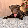 dog, chocolate_color, tongue_out, lying_down, floor, speckled_floor, wall, peach_color, plant, red_flowers, pet, canine, outdoor, portrait, close_up, friendly, animal, paws, collar, focus