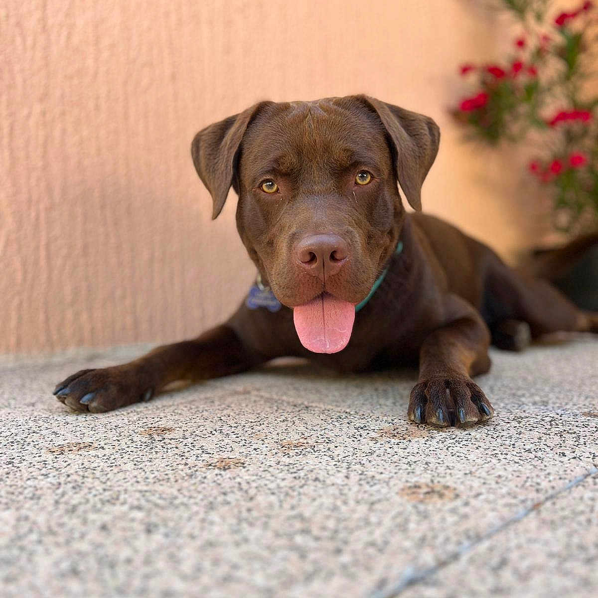 Ubac a rejoint le concours — aidez-le/la à gagner de superbes lots ! animal, canine, chocolate_color, close_up, collar, dog, floor, focus, friendly, lying_down, outdoor, paws, peach_color, pet, plant, portrait, red_flowers, speckled_floor, tongue_out, wall
