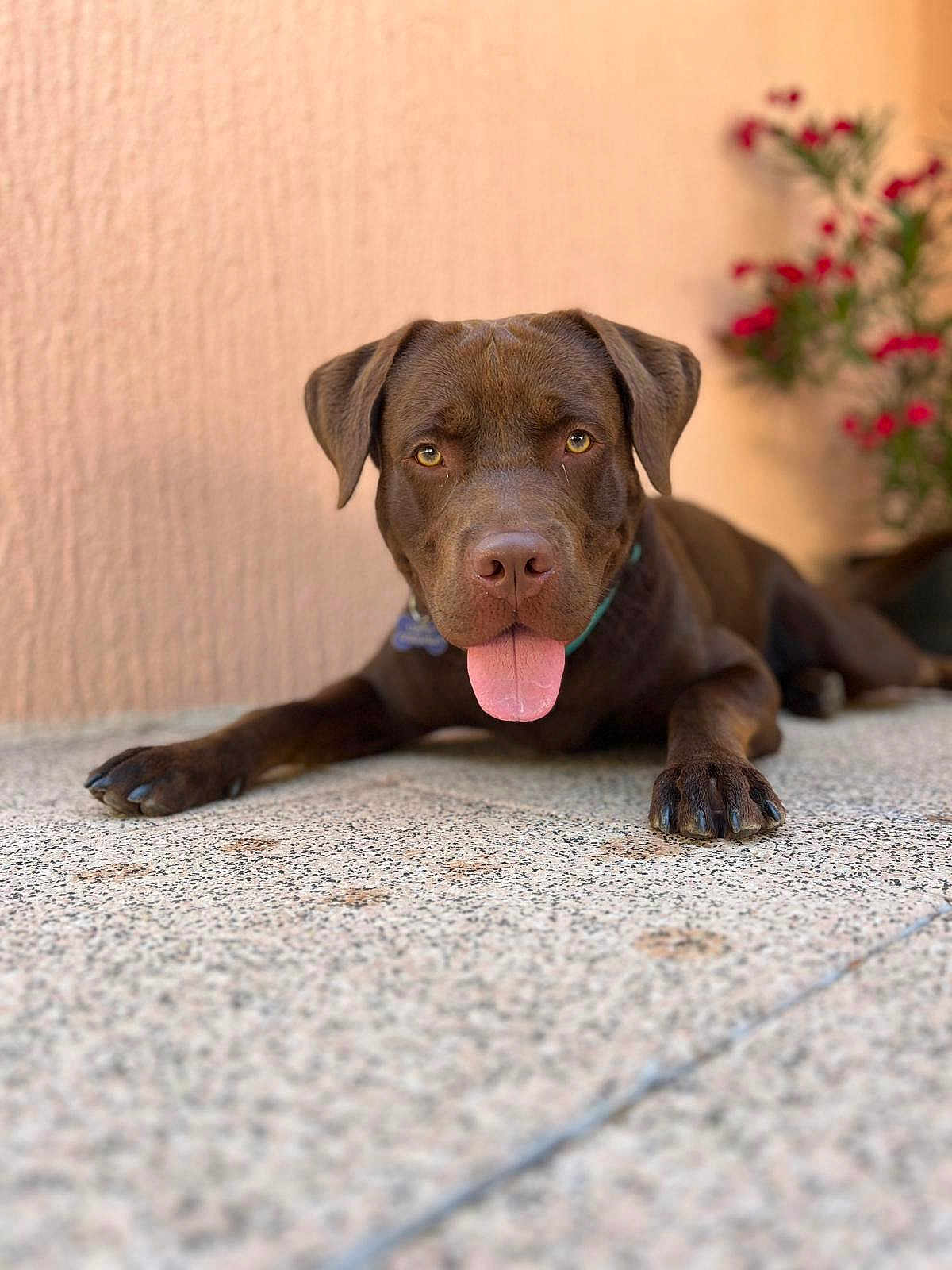 Ubac a rejoint le concours — aidez-le/la à gagner de superbes lots ! dog, chocolate_color, tongue_out, lying_down, floor, speckled_floor, wall, peach_color, plant, red_flowers, pet, canine, outdoor, portrait, close_up, friendly, animal, paws, collar, focus