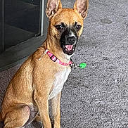 Chloe Anne is registered to the contest to win money with this photo: dog, tan_dog, sitting, carpet, collar, pet, indoor, animal, canine, ears_up, mouth_open, white_paws, pink_collar, green_tag, fur, alert, cute, companion, domestic, friendly