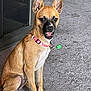 dog, tan_dog, sitting, carpet, collar, pet, indoor, animal, canine, ears_up, mouth_open, white_paws, pink_collar, green_tag, fur, alert, cute, companion, domestic, friendly