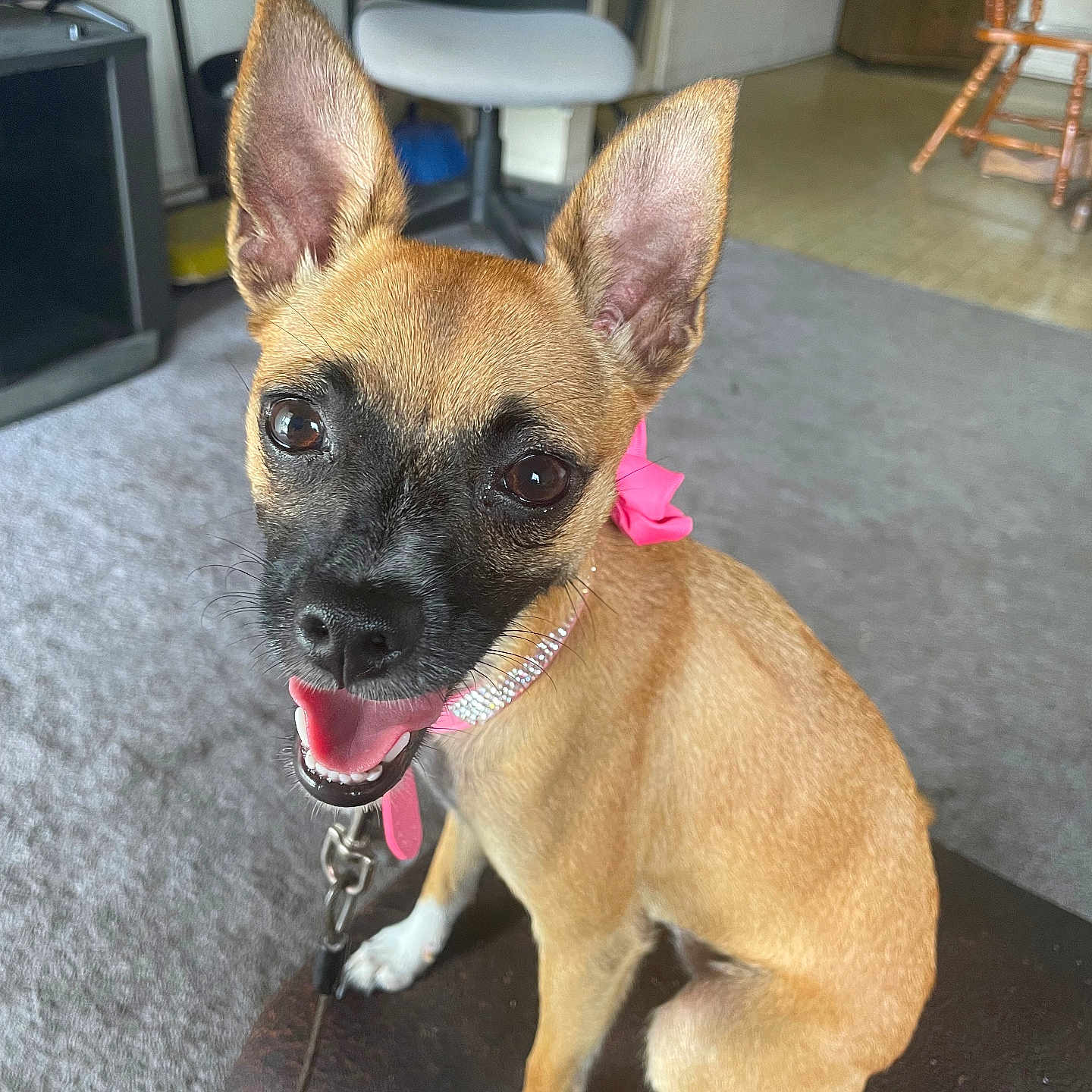 Chloe Anne is registered to the contest to win money with this photo: animal, black_muzzle, brown_fur, carpet, chair, collar, cute, dog, ears, floor, happy, indoor, leash, living_room, pet, pink_bow, sitting, small_dog, tongue_out, white_paws