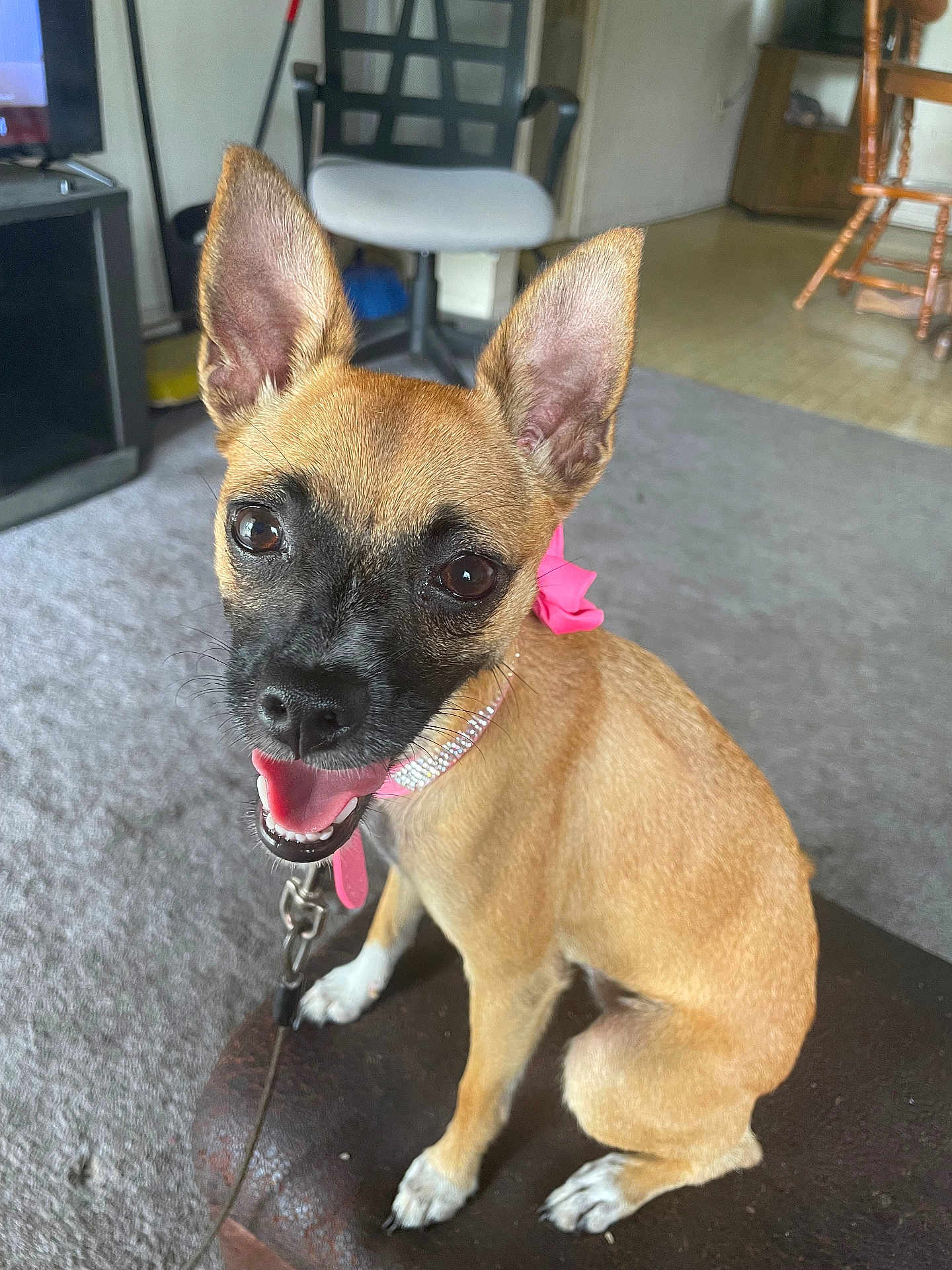 Chloe Anne is registered to the contest to win money with this photo: dog, small_dog, indoor, pet, happy, tongue_out, ears, collar, pink_bow, sitting, carpet, chair, living_room, floor, leash, brown_fur, black_muzzle, white_paws, cute, animal