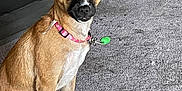 Chloe Anne is registered to the contest to win money with this photo: dog, pet, tan_fur, black_snout, pink_collar, green_tag, carpet, indoor, ears, sitting, attentive, animal, floor, household, domestic, small_dog, cute, companion, canine, alert