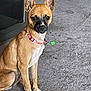 dog, pet, tan_fur, black_snout, pink_collar, green_tag, carpet, indoor, ears, sitting, attentive, animal, floor, household, domestic, small_dog, cute, companion, canine, alert