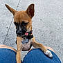 Chloe Anne is registered to the contest to win money with this photo: dog, puppy, brown, black, white_paws, collar, tag, denim, lap, person, outdoor, concrete, small_dog, pet, fur, ears, animal, cute, legs, front_paws