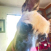 Chloe Anne joined the competition — help win amazing prizes! animal, black, blur, brown, close_up, collar, curious, dog, ear, face, fur, furniture, home, indoor, nose, pet, playful, tongue_out, white, window