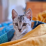 Bounty participe au concours pour gagner de l'argent avec cette photo : cat, kitten, animal, pet, fur, whiskers, face, ears, eyes, blanket, fabric, indoor, cozy, cute, young, domestic, soft, resting, comfort, closeup