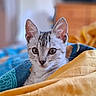 cat, kitten, animal, pet, fur, whiskers, face, ears, eyes, blanket, fabric, indoor, cozy, cute, young, domestic, soft, resting, comfort, closeup