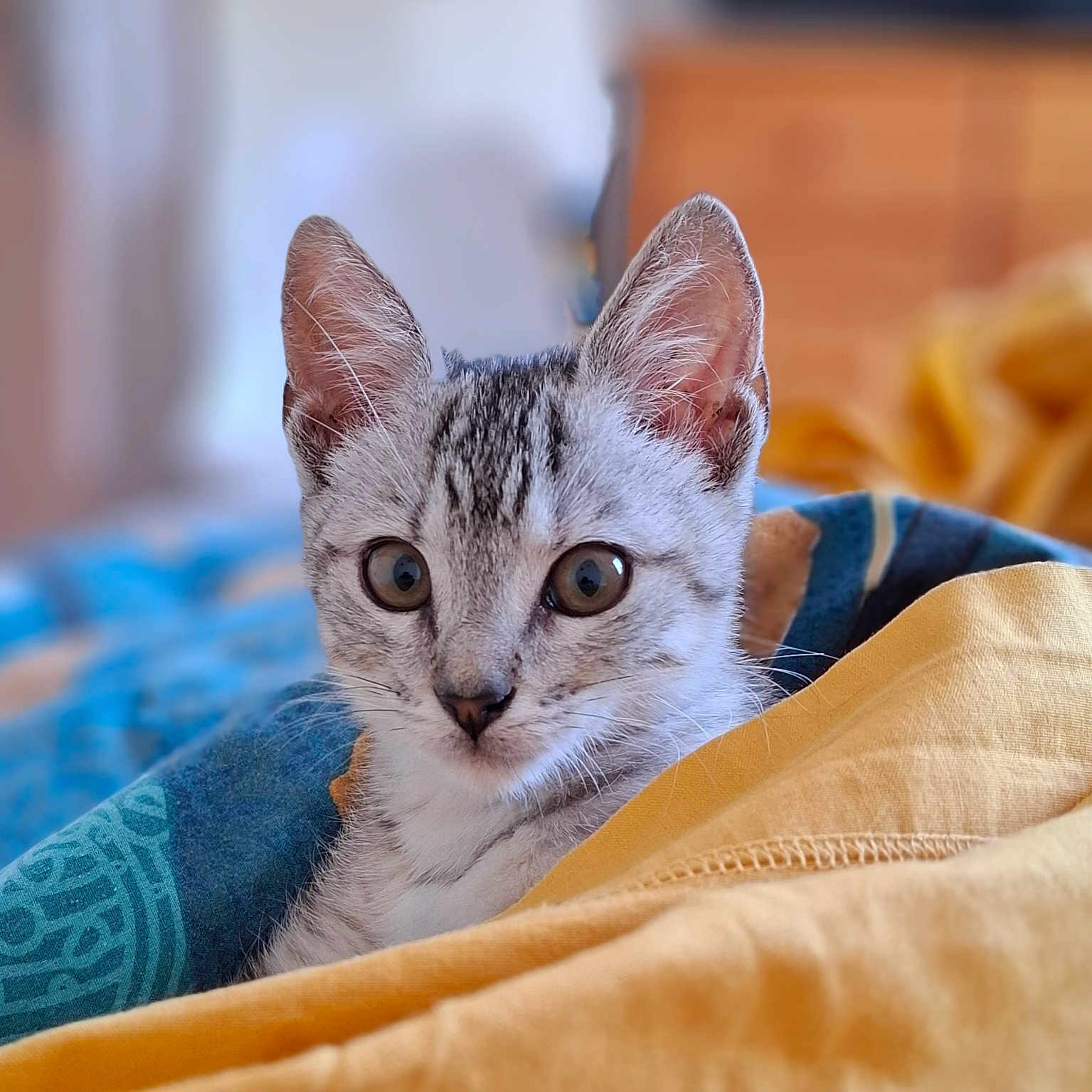 Bounty participe au concours pour gagner de l'argent avec cette photo : cat, kitten, animal, pet, fur, whiskers, face, ears, eyes, blanket, fabric, indoor, cozy, cute, young, domestic, soft, resting, comfort, closeup