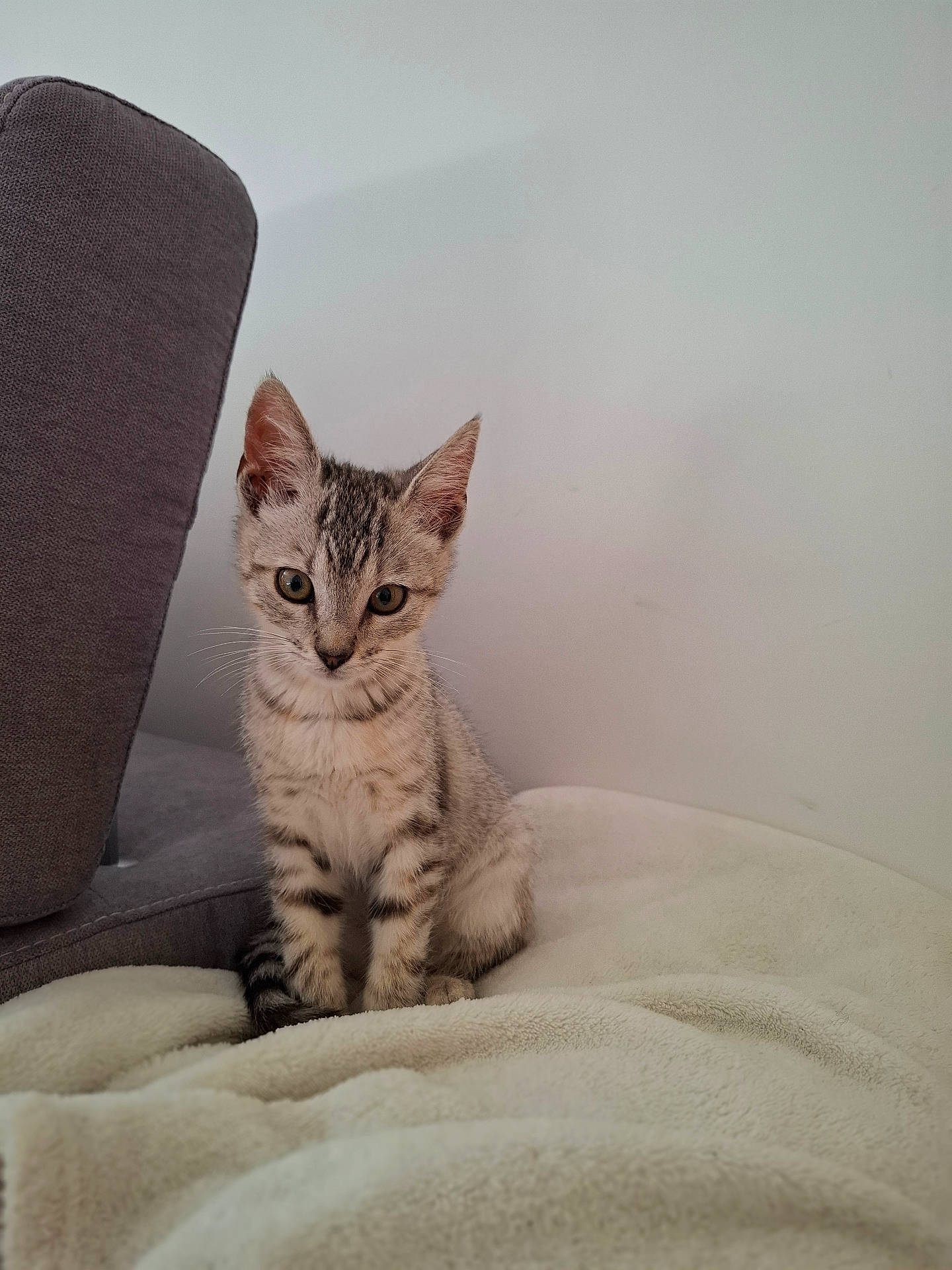 Bounty a rejoint le concours — aidez-le/la à gagner de superbes lots ! animal, blanket, cat, cozy, curious, cute, domestic, ears, feline, furniture, gray, indoor, kitten, pet, sitting, small, soft, tabby, whiskers, young