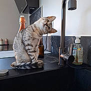 Bounty participe au concours pour gagner de l'argent avec cette photo : cat, tabby_cat, pet, animal, feline, kitchen, sink, faucet, countertop, bathroom, indoors, sitting, head_tilt, whiskers, fur, striped_fur, brown, white, soap_dispenser, bottles