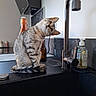 cat, tabby_cat, pet, animal, feline, kitchen, sink, faucet, countertop, bathroom, indoors, sitting, head_tilt, whiskers, fur, striped_fur, brown, white, soap_dispenser, bottles