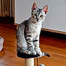 Bounty a rejoint le concours — aidez-le/la à gagner de superbes lots ! cat, kitten, tabby, animal, pet, sitting, scratching_post, cat_tree, wooden_floor, indoors, portrait, green_eyes, whiskers, ears, striped_fur, gray_fur, white_chest, tail, home, playful