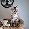 Bounty participe au concours pour gagner de l'argent avec cette photo : animal, cat, cat_tree, curious, decor, ears_up, feline, furniture, indoor, kitten, pet, plush_toy, sitting, soft_toy, tabby, tree_of_life, wall_art, whiskers, yellow_eyes, young_cat