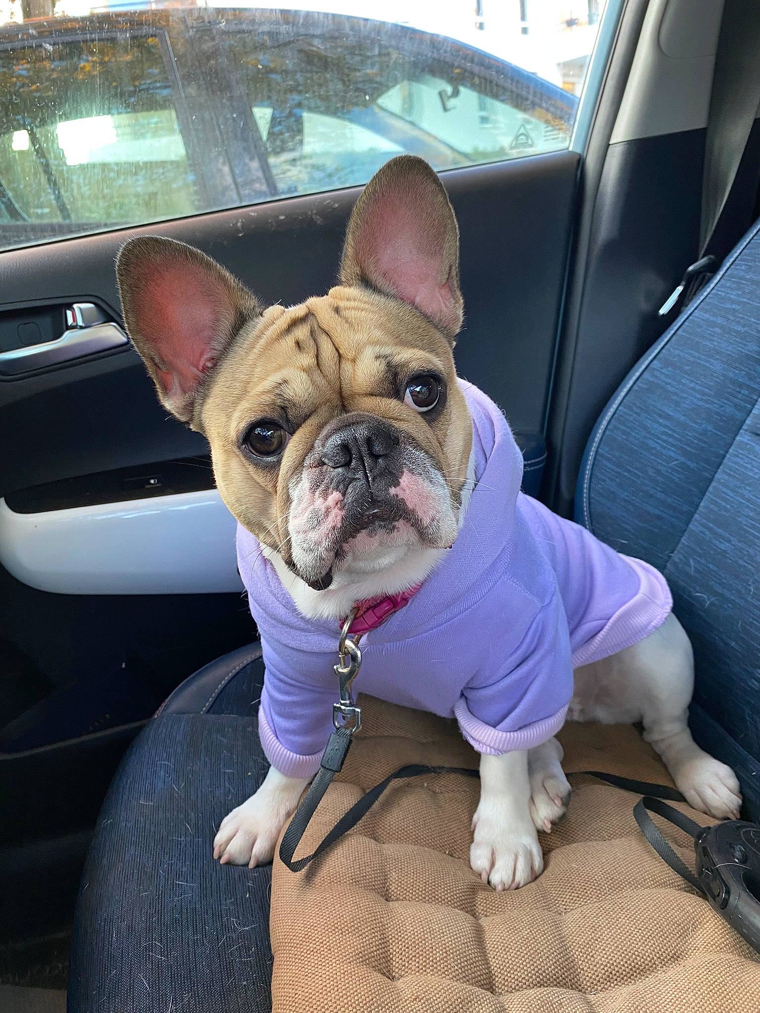 Rwana participe au concours pour gagner de l'argent avec cette photo : bulldog, canidae, carnivore, collar, comfort, companion_dog, dog, dog_breed, dog_collar, fawn, french_bulldog, non_sporting_group, snout, sporting_group, terrestrial_animal, toy_dog, vehicle_door, working_animal, wrinkle