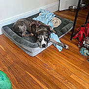 Kano joined the competition — help win amazing prizes! dog, dog_bed, blanket, wooden_floor, harness, indoor, resting, spotted_dog, door, wall, dog_bowl, jack_stand, blue_blanket, beige_blanket, pet, flooring, relaxed, animal, domestic, household