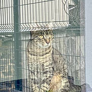 Surprise a rejoint le concours — aidez-le/la à gagner de superbes lots ! cat, tabby_cat, window, reflection, fence, outdoor, animal, pet, fur, sitting, looking, glass, nature, building, quiet, pattern, daylight, domestic_cat, whiskers, ears