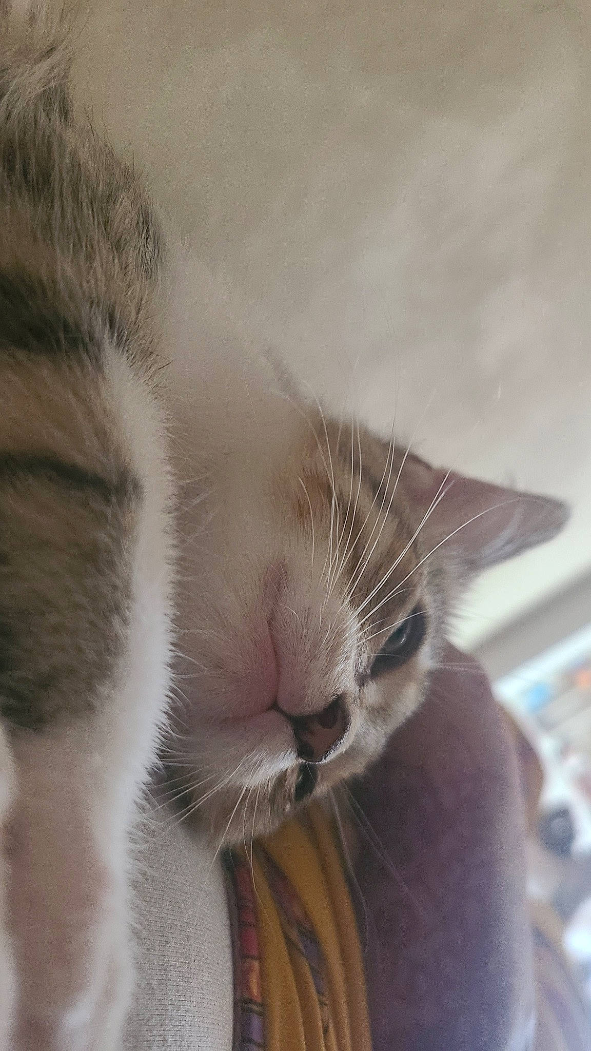 Pixi is registered to the contest to win money with this photo: carnivore, cat, claw, comfort, domestic_short_haired_cat, ear, eye, eyelash, felidae, fur, nap, paw, sleep, small_to_medium_sized_cats, snout, tail, whiskers